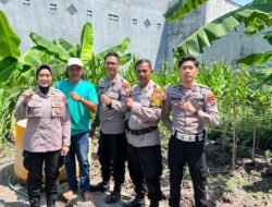 Polsek Waru Optimis Jagung Program Ketahanan Pangan Sukses