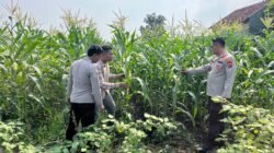 Polsek Krembung Bantu Petani Rawat Jagung Dukung Ketahanan Pangan