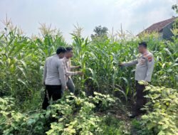 Polsek Krembung Bantu Petani Rawat Jagung Dukung Ketahanan Pangan