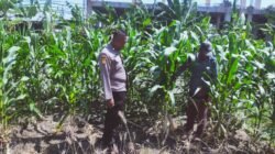 Polsek Sedati Dampingi Pengembangan Lahan Jagung Dorong Swasembada Pangan