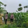 Polsek Jabon Cek Lahan Jagung Dukung Ketahanan Pangan