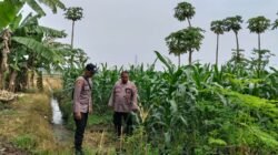 Polsek Jabon Cek Lahan Jagung Dukung Ketahanan Pangan