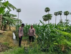 Polsek Jabon Cek Lahan Jagung Dukung Ketahanan Pangan