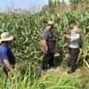 Polisi Sidoarjo Bantu Petani Rawat Jagung untuk Swasembada Pangan
