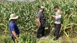 Polisi Sidoarjo Bantu Petani Rawat Jagung untuk Swasembada Pangan