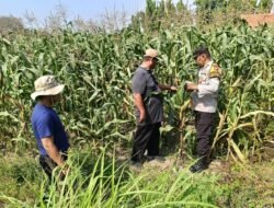 Polisi Sidoarjo Bantu Petani Rawat Jagung untuk Swasembada Pangan
