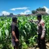 Polisi Sidoarjo Pantau Jagung Dukung Ketahanan Pangan