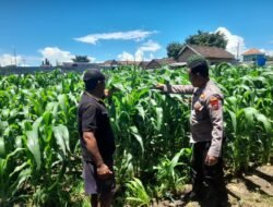 Polisi Sidoarjo Pantau Jagung Dukung Ketahanan Pangan