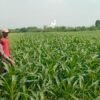 Polsek Wonoayu dan Petani Optimalkan Lahan Jagung Swasembada
