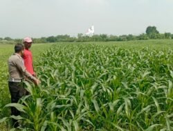 Polsek Wonoayu dan Petani Optimalkan Lahan Jagung Swasembada