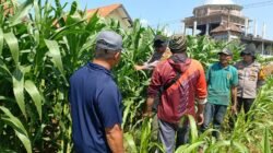 Polsek Balongbendo Bantu Petani Jaga Swasembada Pangan