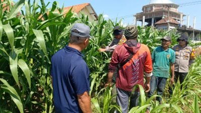 Polsek Balongbendo Bantu Petani Jaga Swasembada Pangan