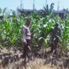 Polisi dan Petani Kolaborasi, Pekarangan Pangan Sedati Diperkuat