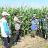 Sinergi Polri-TNI-Petani Pantau Pertumbuhan Jagung, Dukung Program Ketahanan Pangan Nasional