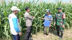 Sinergi Polri-TNI-Petani Pantau Pertumbuhan Jagung, Dukung Program Ketahanan Pangan Nasional