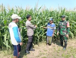 Sinergi Polri-TNI-Petani Pantau Pertumbuhan Jagung, Dukung Program Ketahanan Pangan Nasional