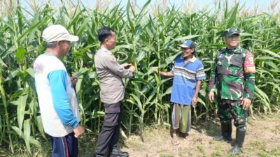Sinergi Polri-TNI-Petani Pantau Pertumbuhan Jagung, Dukung Program Ketahanan Pangan Nasional