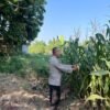 Bhabinkamtibmas Desa Prambon Pantau Lahan Jagung, Dorong Ketahanan Pangan di Sidoarjo