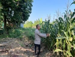Bhabinkamtibmas Desa Prambon Pantau Lahan Jagung, Dorong Ketahanan Pangan di Sidoarjo