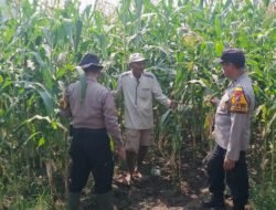 Polsek Balongbendo Tunjukkan Dukungan Ketahanan Pangan Dampingi Petani Jagung Desa Singkalan 