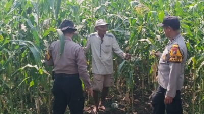 Polsek Balongbendo Tunjukkan Dukungan Ketahanan Pangan Dampingi Petani Jagung Desa Singkalan 