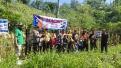 Polres Pacitan Dorong Produktivitas Jagung di Bandar: Polisi Dampingi Panen hingga Evaluasi Kualitas Benih