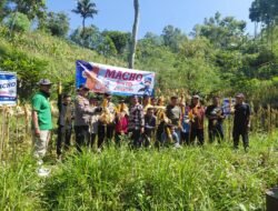 Polres Pacitan Dorong Produktivitas Jagung di Bandar: Polisi Dampingi Panen hingga Evaluasi Kualitas Benih