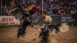 Dugaan Perjudian Sabung Ayam dan Capjiki di Candi, Kapolsek Candi Blokir Wartawan