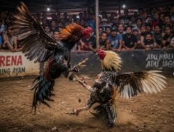 Dugaan Perjudian Sabung Ayam dan Capjiki di Candi, Kapolsek Candi Blokir Wartawan