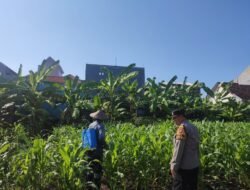 Polisi Dampingi Perawatan Lahan P2B di Sidoarjo, Dukung Swasembada Pangan dan Perekonomian Warga
