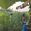 Polsek Gedangan Dorong Ketahanan Pangan Sidoarjo, Pantau Pertumbuhan Jagung Bersama Petani
