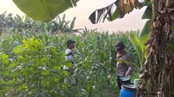 Polsek Gedangan Dorong Ketahanan Pangan Sidoarjo, Pantau Pertumbuhan Jagung Bersama Petani