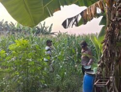Polsek Gedangan Dorong Ketahanan Pangan Sidoarjo, Pantau Pertumbuhan Jagung Bersama Petani