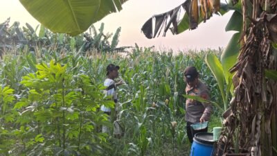 Polsek Gedangan Dorong Ketahanan Pangan Sidoarjo, Pantau Pertumbuhan Jagung Bersama Petani
