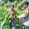 Sinergikan Ketahanan Pangan, Bhabinkamtibmas Polsek Taman Dampingi Kelompok Tani di Sidoarjo