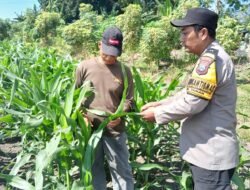 Sinergikan Ketahanan Pangan, Bhabinkamtibmas Polsek Taman Dampingi Kelompok Tani di Sidoarjo