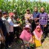 Polsek Balongbendo Dampingi Panen Raya Jagung Hibrida di Sidoarjo