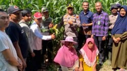 Polsek Balongbendo Dampingi Panen Raya Jagung Hibrida di Sidoarjo