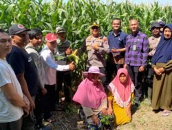Polsek Balongbendo Dampingi Panen Raya Jagung Hibrida di Sidoarjo