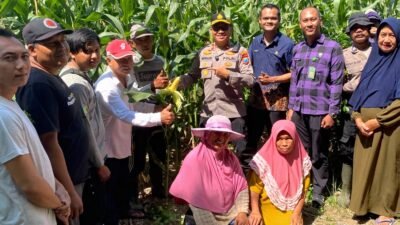 Polsek Balongbendo Dampingi Panen Raya Jagung Hibrida di Sidoarjo