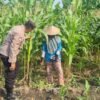 Dukung Ketahanan Pangan, Polsek Candi Turun Langsung Pantau Pertumbuhan Jagung Petani di Durungbedug