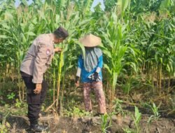Dukung Ketahanan Pangan, Polsek Candi Turun Langsung Pantau Pertumbuhan Jagung Petani di Durungbedug
