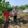 Hadapi Kemarau, Polres Pelabuhan Tanjungperak Siram Lahan Jagung Ketahanan Pangan