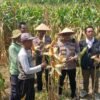 Sinergi Polri, Desa dan Bulog Kawal Panen Raya Jagung, Dukung Ketahanan Pangan di Balongbendo