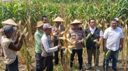 Sinergi Polri, Desa dan Bulog Kawal Panen Raya Jagung, Dukung Ketahanan Pangan di Balongbendo