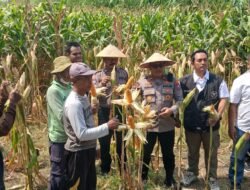 Sinergi Polri, Desa dan Bulog Kawal Panen Raya Jagung, Dukung Ketahanan Pangan di Balongbendo