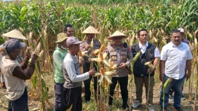 Sinergi Polri, Desa dan Bulog Kawal Panen Raya Jagung, Dukung Ketahanan Pangan di Balongbendo