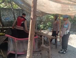 Polsek Krian Bongkar Arena Sabung Ayam di Desa Ponokawan