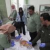 Cegah Rabies, Sidoarjo Gelar Vaksinasi Gratis Hewan