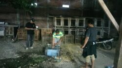 Viral di Media Sosial, Polsek Waru Tindak Bongkar & Musnahkan Arena Sabung Ayam